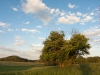 einzelner Baum