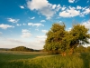 einzelner Baum