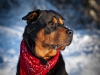 Rotweiler im Schnee