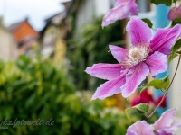 fotografischer Streifzug Bilder aus Quedlinburg Daniel Kühne-43