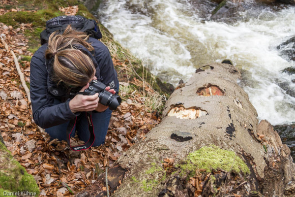 Nationalpark Harz Ilsetal