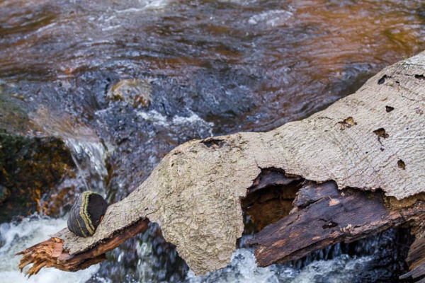 Nationalpark Harz Ilsetal