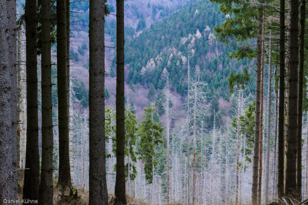 Nationalpark Harz Ilsetal