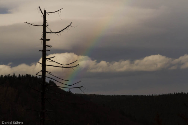 Nationalpark Harz Ilsetal