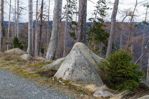 Nationalpark Harz Ilsetal