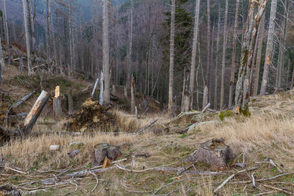 Nationalpark Harz Ilsetal