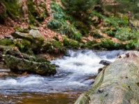 Nationalpark Harz Ilsetal