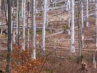 Nationalpark Harz Ilsetal