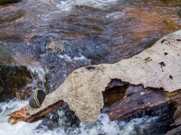 Nationalpark Harz Ilsetal