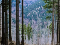 Nationalpark Harz Ilsetal