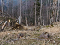 Nationalpark Harz Ilsetal