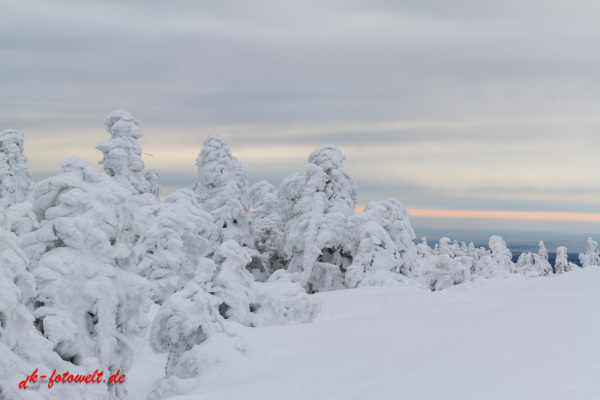 Nationalpark Harz Blick vom Brockenplateau