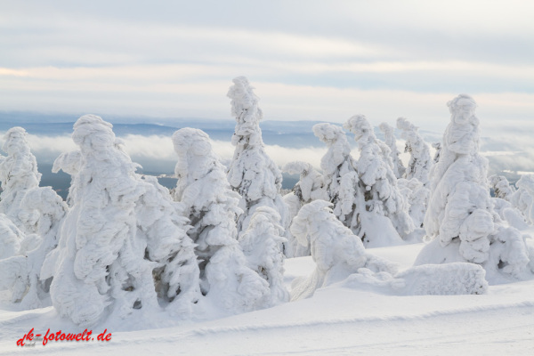 Nationalpark Harz Blick vom Brockenplateau