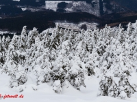 Nationalpark Harz Blick vom Brockenplateau