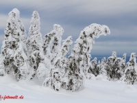 Nationalpark Harz Blick vom Brockenplateau