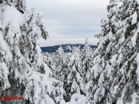 Nationalpark Harz Blick vom Brockenplateau