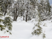 Nationalpark Harz Blick vom Brockenplateau