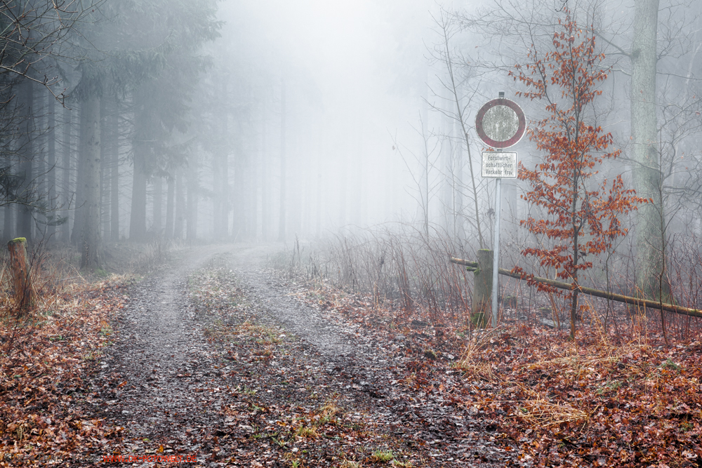 Nebelstimmungen im Harz