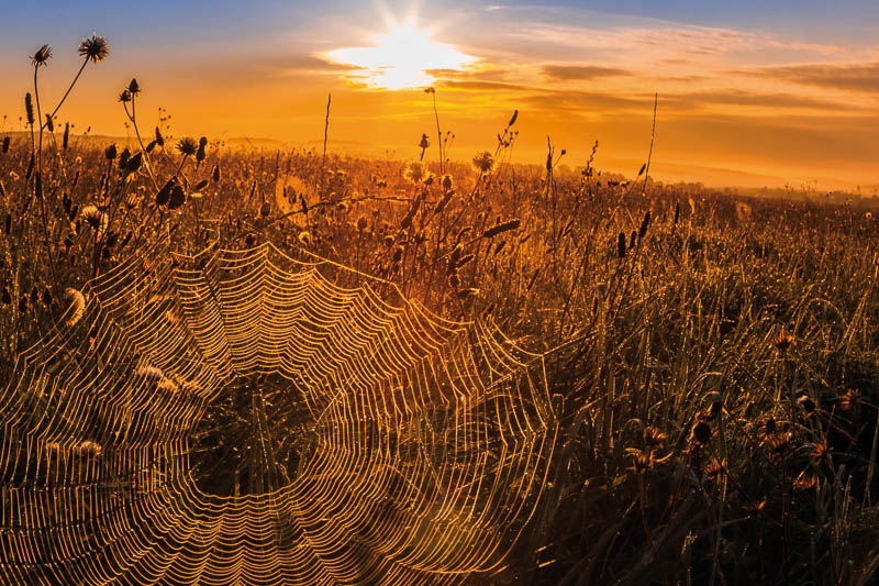 Spinnennetz im Morgenlicht Selketal Fotoausstellung Museumshof Meisdorf